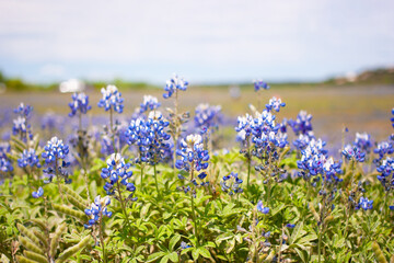 Bluebonnets at Muleshoe Bend, Texas