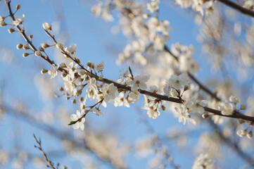 Tree in full bloom with white flower unfolded buds.