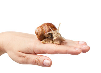 Helix pomatia, burgundy snail, Roman snail, edible snail, escargot isolated on a hand on a white background