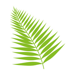 tropical branch foliage