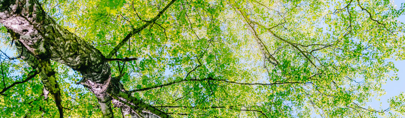 Beautiful panoramic spring scenery with green leaves and blue sky