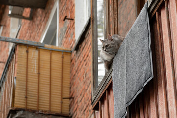 A three-color grey cat sits on the edge of the balcony eaves and looks outwards into the street as the pet watches and walks dangerously against the backdrop of russia's old red brick house.