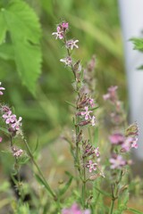 Small-flowered catchfly flowers. Caryophyllaceae annual grass.