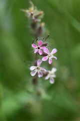 Fototapeta na wymiar Small-flowered catchfly flowers. Caryophyllaceae annual grass.