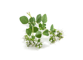 Oregano branch with flower