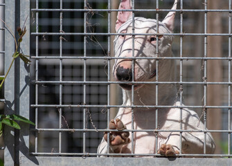 Bull terrier behind watchful behind gate.