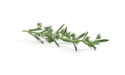Blossoming branch of thyme