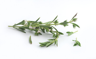 Blossoming branch of thyme