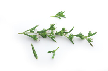Blossoming branch of thyme