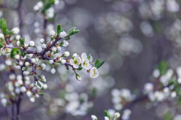 Prunus Cerasifera Blooming white plum tree. White flowers of Prunus Cerasifera. Spring blossom background.