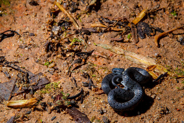 White-spotted slug snake (Pareas margaritophorus)