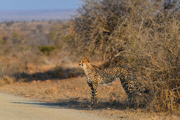 A cheetah by the side of a dirt road during sunset, Kruger National Park, South Africa