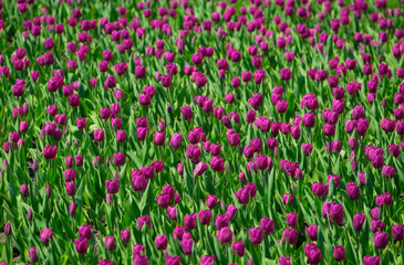 Purple pink tulips flower bed in the park. Purple tulip field, spring background in purple color. Close up. Selective focus.