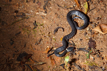 White-spotted slug snake (Pareas margaritophorus)