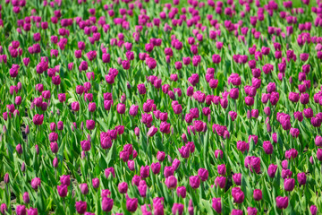 Purple pink tulips flower bed in the park. Purple tulip field, spring background in purple color. Close up. Selective focus.
