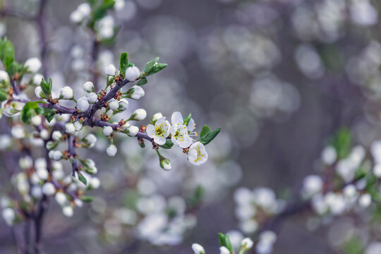 Prunus Cerasifera Blooming white plum tree. White flowers of Prunus Cerasifera. Spring blossom background.
