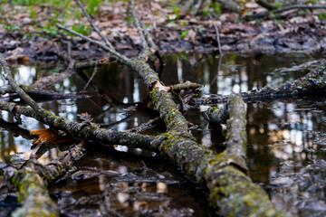 Tree Branch Laying in Dark Puddle in Middle of Woods