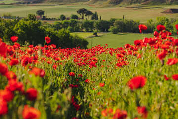 Campo verde lleno de amapolas y trigo