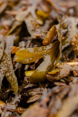 Algae on the beach - close-up