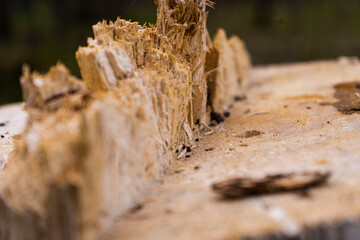 Close Ups of tree trunk.