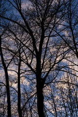 Fototapeta na wymiar Dark Tree with Blue Sunset Sky in Background