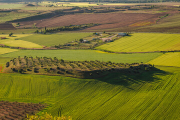 Valle verde con tierra de olivos