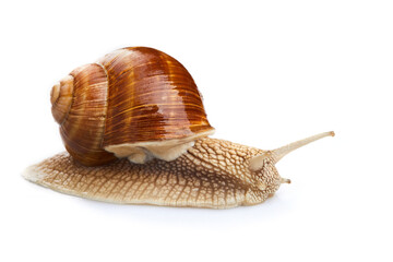 Helix pomatia. Garden snail isolated on white background. Escargot. Grape snail.
