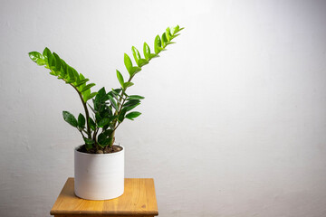 Modern trend plant zamioculcas in a white pot with free copy space for text on grey background, minimal home design