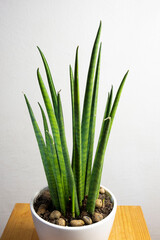 Modern trend plant sansevieria cylindrica in a white pot with free copy space for text on grey background, minimal home design