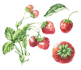 Strawberry with green leaves on white background. Watercolor illustration.