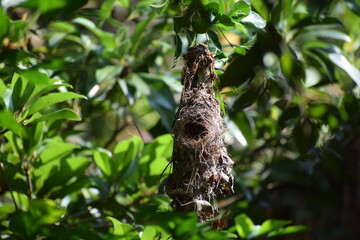 Fototapeta premium Nest of sparrow.