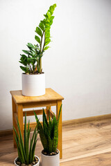 Modern most trendy plants sansevieria cylindrica, zeylanica, zamioculcas in a white pots on wooden stool  with free copy space for text on grey background, minimal home design