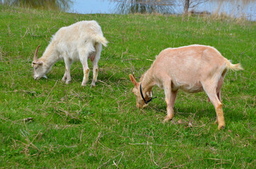 Obraz na płótnie Canvas goats graze in a meadow near the river selective focus