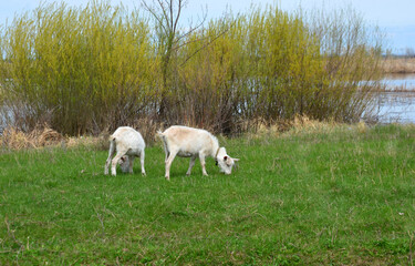 goats graze in a meadow near the river selective focus