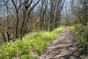 dirt road in the spring forest