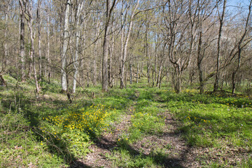 dirt road in the spring forest