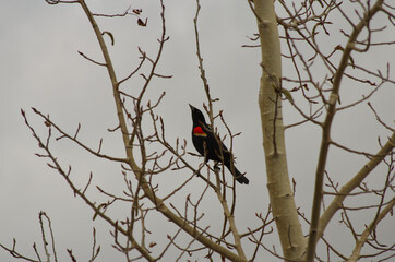A Red-winged Blackbird on a Branch