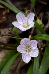 Naklejka premium Spring Beauty, Claytonia virginica, a tiny spring ephemeral wildflower, is blooming on the forest floor in the woods of Ohio in America’s Midwest.