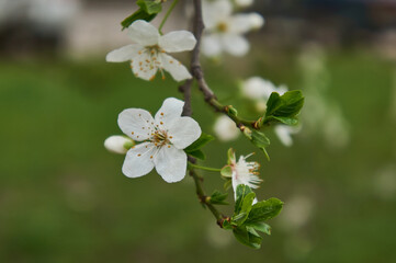 Fototapeta na wymiar White flowers cherry bloom close up