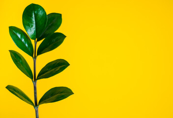 Fototapeta na wymiar Green zamiokulkas leaf on yellow wall background. Botany.