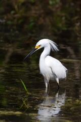 Snowy egret displaying breeding plumage in Big Cypress National Preserve.Florida.USA