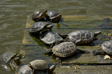 Turtles basking in the sun on a wooden platform in the water.