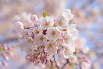 北海道石狩市の桜