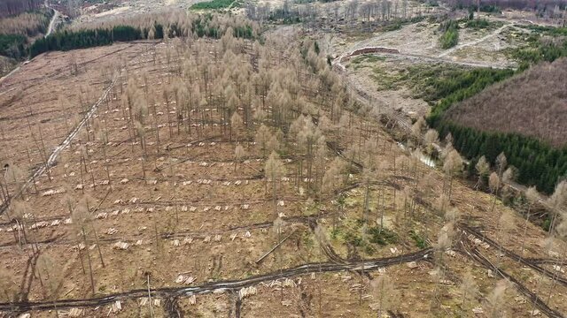 The forest is cleared. Drought and heat, storms and bark beetles have damaged many conifers. Forest areas are being cleared. Scenic flight over a clearing with stacks of logs.