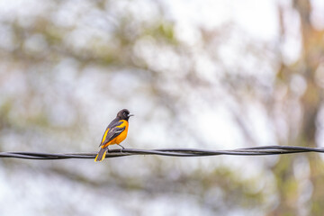 Bright orange Baltimore Oriole bird perched on electrical wire in spring