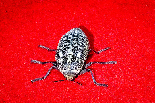 The Sulphurous Jewel beetle (Julodis Euphratica), insect in UAE, beetle has two pairs of wings, first pair is hardened pair called Elytra that protect the under wings and the body.