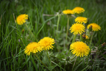 Yellow dandelions on a green lawn in the garden. The beauty of wildflowers.