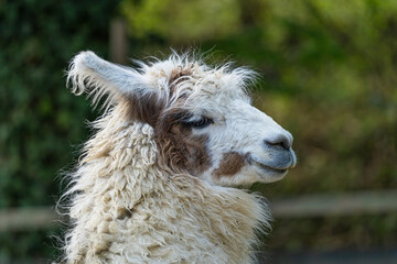 The llama -Lama glama- is a domesticated South American camelid. Here, lama at the zoo in Zurich Switzerland © Taljat