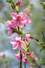 A beautiful peach blossom on a branch in the garden, on a sunny day.
