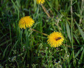 Yellow dandelions on a green lawn in the garden. The beauty of wildflowers.